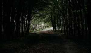 Preview wallpaper forest, path, tunnel, dark, trees