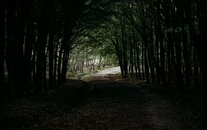 Preview wallpaper forest, path, tunnel, dark, trees