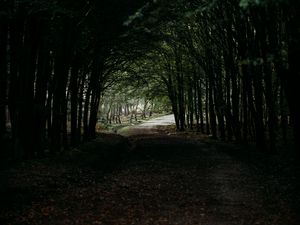 Preview wallpaper forest, path, tunnel, dark, trees