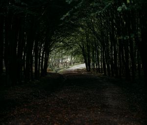 Preview wallpaper forest, path, tunnel, dark, trees