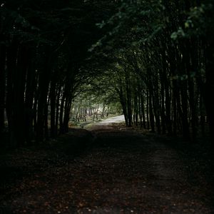 Preview wallpaper forest, path, tunnel, dark, trees