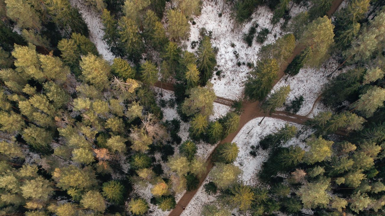 Wallpaper forest, paths, aerial view, trees, snow