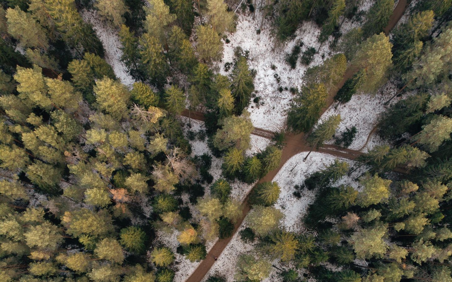 1440x900 Wallpaper forest, paths, aerial view, trees, snow