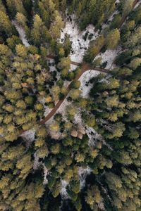 Preview wallpaper forest, paths, aerial view, trees, snow