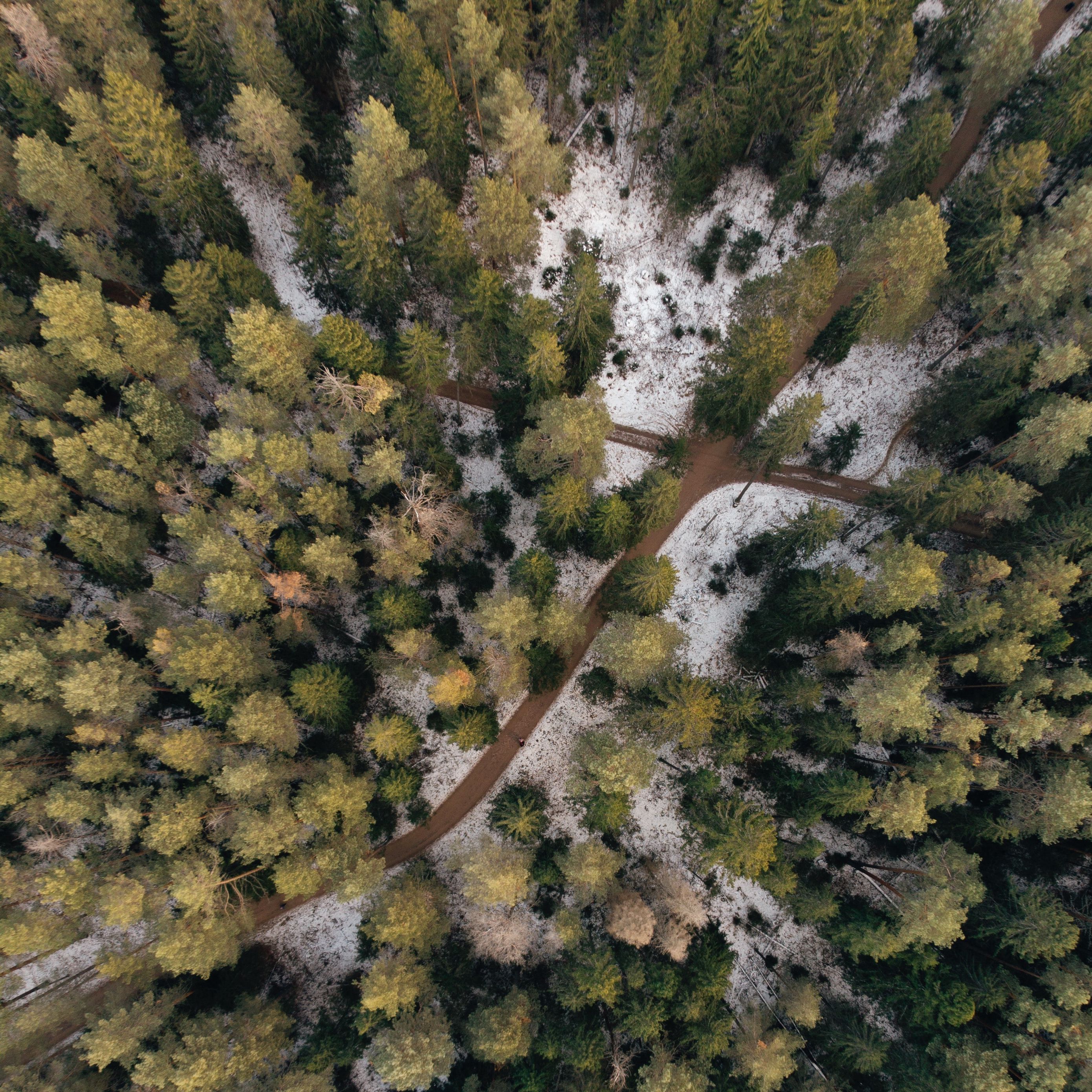 2780x2780 Wallpaper forest, paths, aerial view, trees, snow