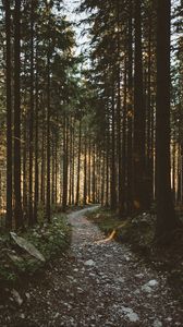 Preview wallpaper forest, pathway, trees, sunlight