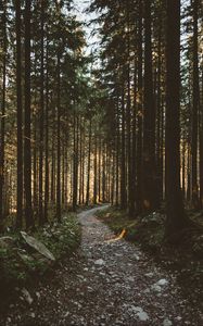 Preview wallpaper forest, pathway, trees, sunlight