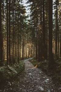 Preview wallpaper forest, pathway, trees, sunlight