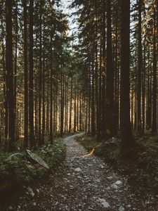 Preview wallpaper forest, pathway, trees, sunlight