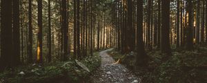 Preview wallpaper forest, pathway, trees, sunlight