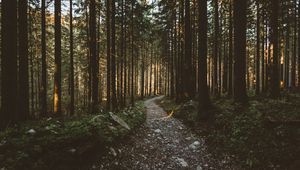 Preview wallpaper forest, pathway, trees, sunlight