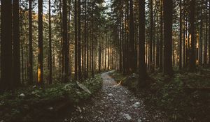 Preview wallpaper forest, pathway, trees, sunlight