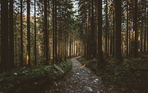 Preview wallpaper forest, pathway, trees, sunlight