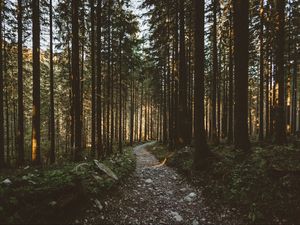 Preview wallpaper forest, pathway, trees, sunlight