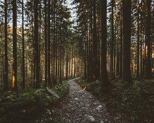 Preview wallpaper forest, pathway, trees, sunlight