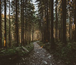 Preview wallpaper forest, pathway, trees, sunlight