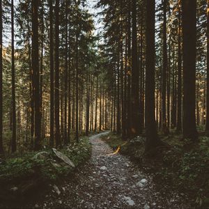 Preview wallpaper forest, pathway, trees, sunlight