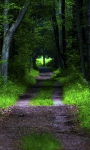 Preview wallpaper forest, pathway, trees, vegetation, nature