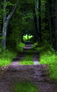 Preview wallpaper forest, pathway, trees, vegetation, nature