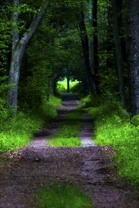 Preview wallpaper forest, pathway, trees, vegetation, nature