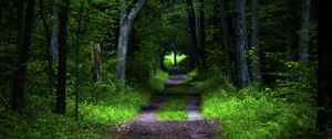 Preview wallpaper forest, pathway, trees, vegetation, nature