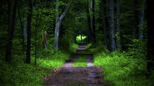 Preview wallpaper forest, pathway, trees, vegetation, nature
