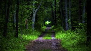 Preview wallpaper forest, pathway, trees, vegetation, nature