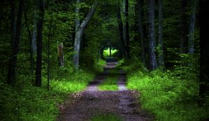 Preview wallpaper forest, pathway, trees, vegetation, nature