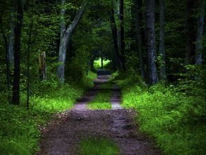 Preview wallpaper forest, pathway, trees, vegetation, nature