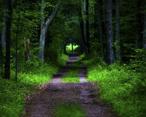 Preview wallpaper forest, pathway, trees, vegetation, nature