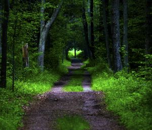 Preview wallpaper forest, pathway, trees, vegetation, nature