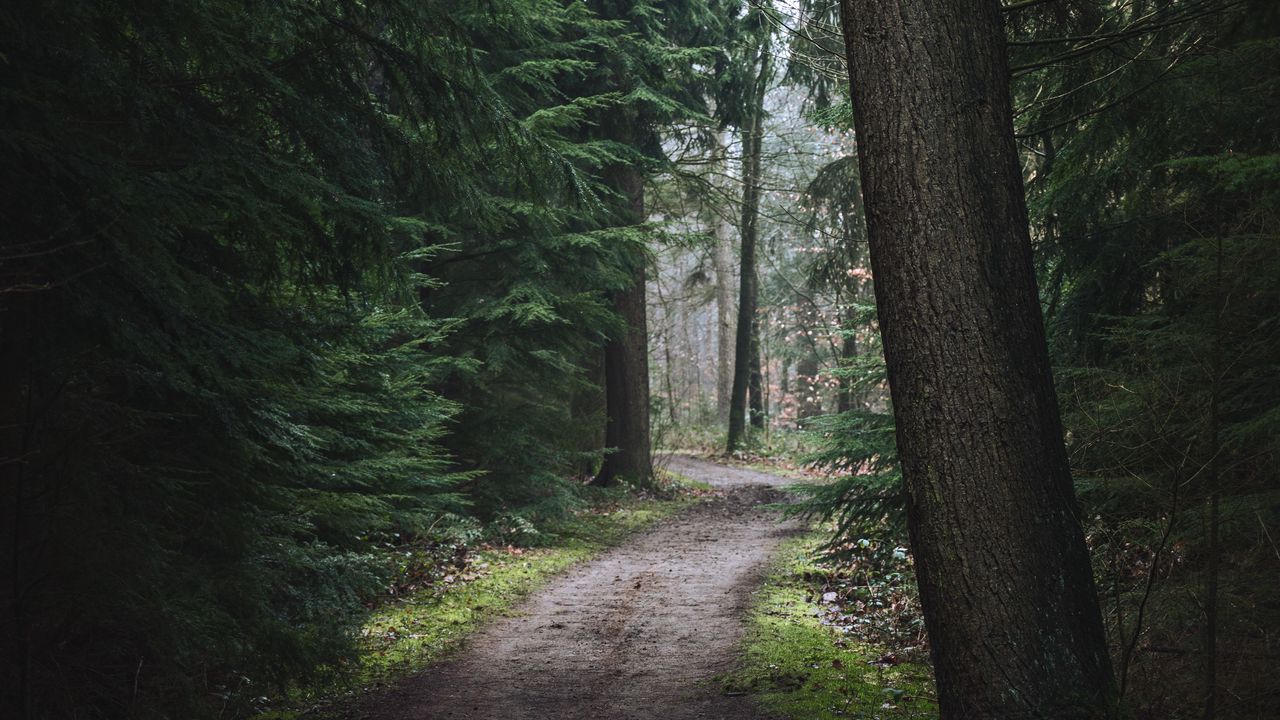 Wallpaper forest, pathway, trees, pine trees, nature