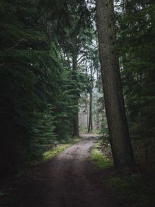 Preview wallpaper forest, pathway, trees, pine trees, nature