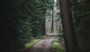 Preview wallpaper forest, pathway, trees, pine trees, nature