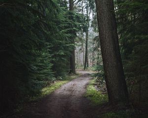 Preview wallpaper forest, pathway, trees, pine trees, nature