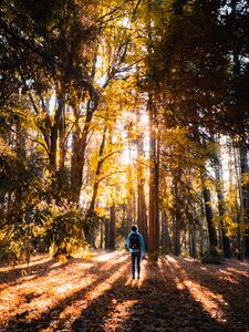 Preview wallpaper forest, person, trees, light, sunlight