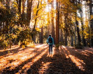 Preview wallpaper forest, person, trees, light, sunlight