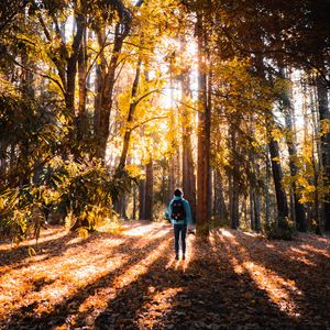 Preview wallpaper forest, person, trees, light, sunlight