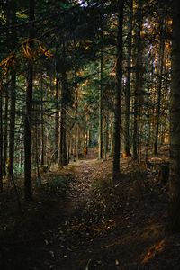 Preview wallpaper forest, pine, path
