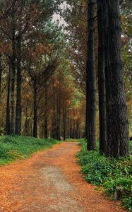 Preview wallpaper forest, pine, path, trees