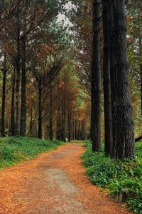Preview wallpaper forest, pine, path, trees