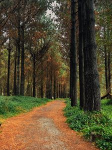 Preview wallpaper forest, pine, path, trees