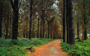 Preview wallpaper forest, pine, path, trees