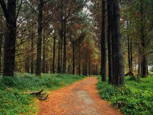 Preview wallpaper forest, pine, path, trees