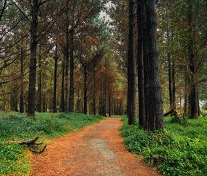 Preview wallpaper forest, pine, path, trees