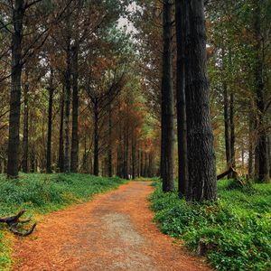 Preview wallpaper forest, pine, path, trees