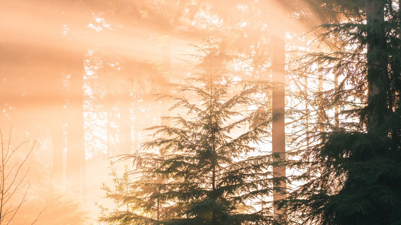Wallpaper forest, pine, sun, rays, light, nature
