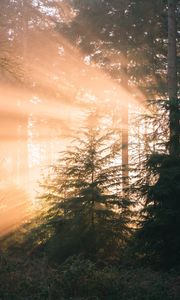 Preview wallpaper forest, pine, sun, rays, light, nature