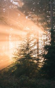 Preview wallpaper forest, pine, sun, rays, light, nature