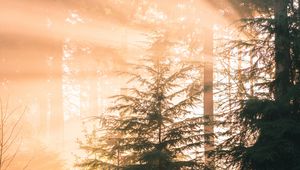 Preview wallpaper forest, pine, sun, rays, light, nature